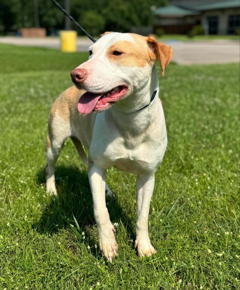 Roz (AVAILABLE 1/19), Adoptable, Adult Female Pit Bull Terrier.