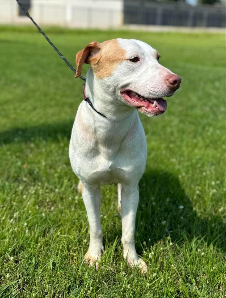 Enlarge Roz (AVAILABLE 1/19), a Adoptable mixed breed in Leverett, MA image 4/6