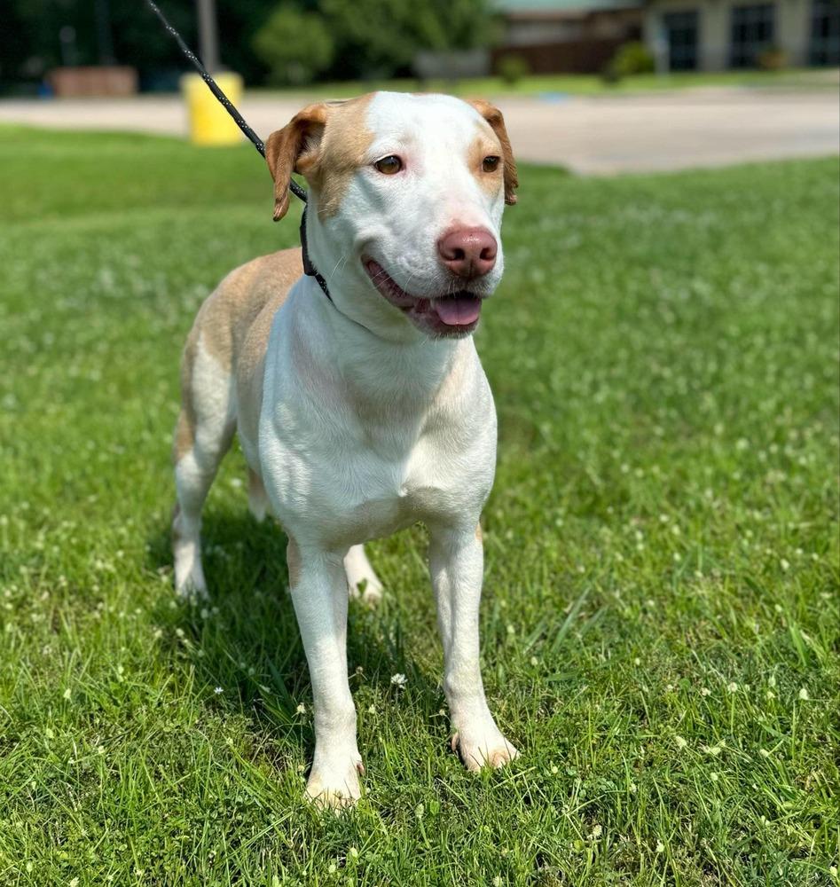 Enlarge Roz (AVAILABLE 1/19), a Adoptable mixed breed in Leverett, MA image 5/6