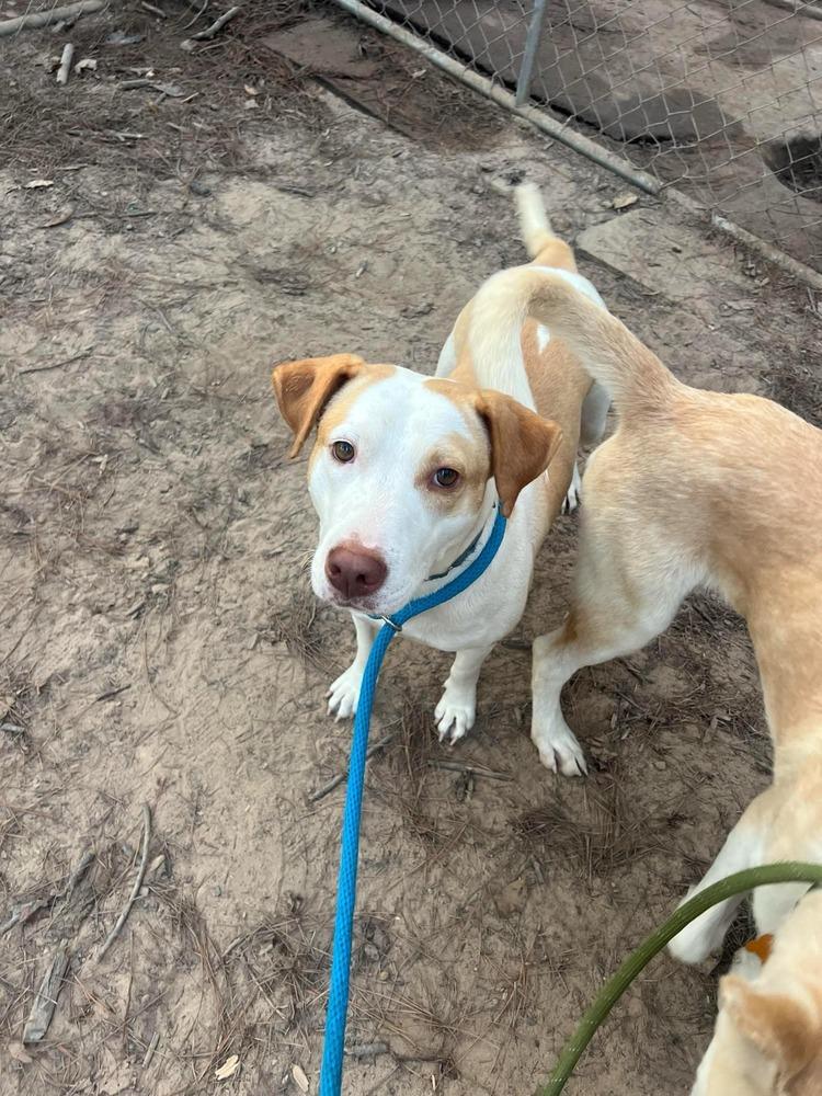 Enlarge Roz (AVAILABLE 1/19), a Adoptable mixed breed in Leverett, MA image 6/6