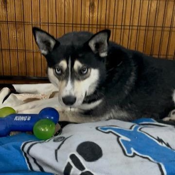 Enlarge Luca, a ADOPTABLE Siberian Husky in Westland, MI image 3/6