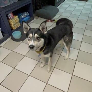 Enlarge Luca, a ADOPTABLE Siberian Husky in Westland, MI image 6/6