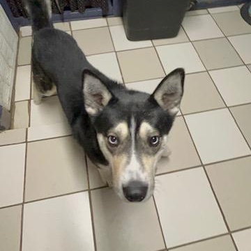 Enlarge Luca, a ADOPTABLE Siberian Husky in Westland, MI image 5/6