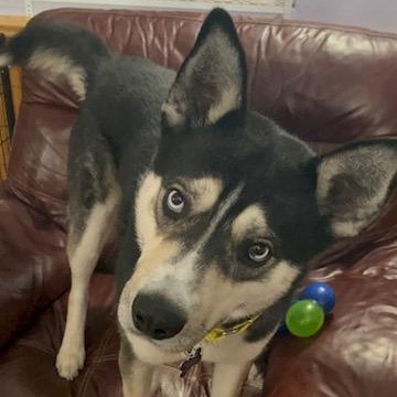 Luca, ADOPTABLE, Young Male Siberian Husky.