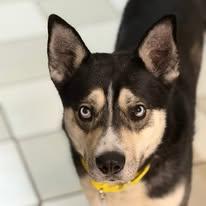 Enlarge Luca, a ADOPTABLE Siberian Husky in Westland, MI image 2/6