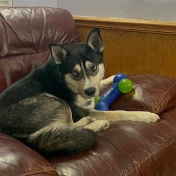 Enlarge Luca, a ADOPTABLE Siberian Husky in Westland, MI image 4/6
