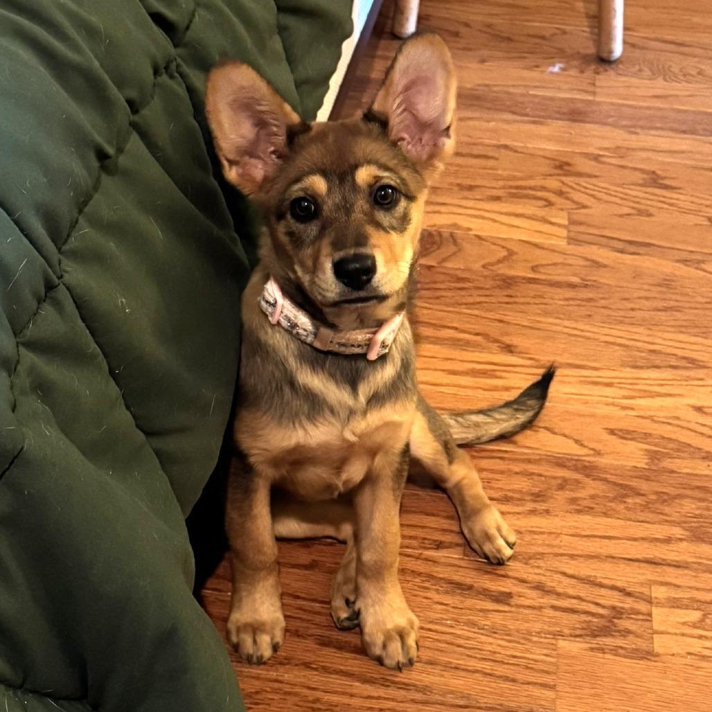 Destiny, Adoptable, Puppy Female Shepherd & Mixed Breed.