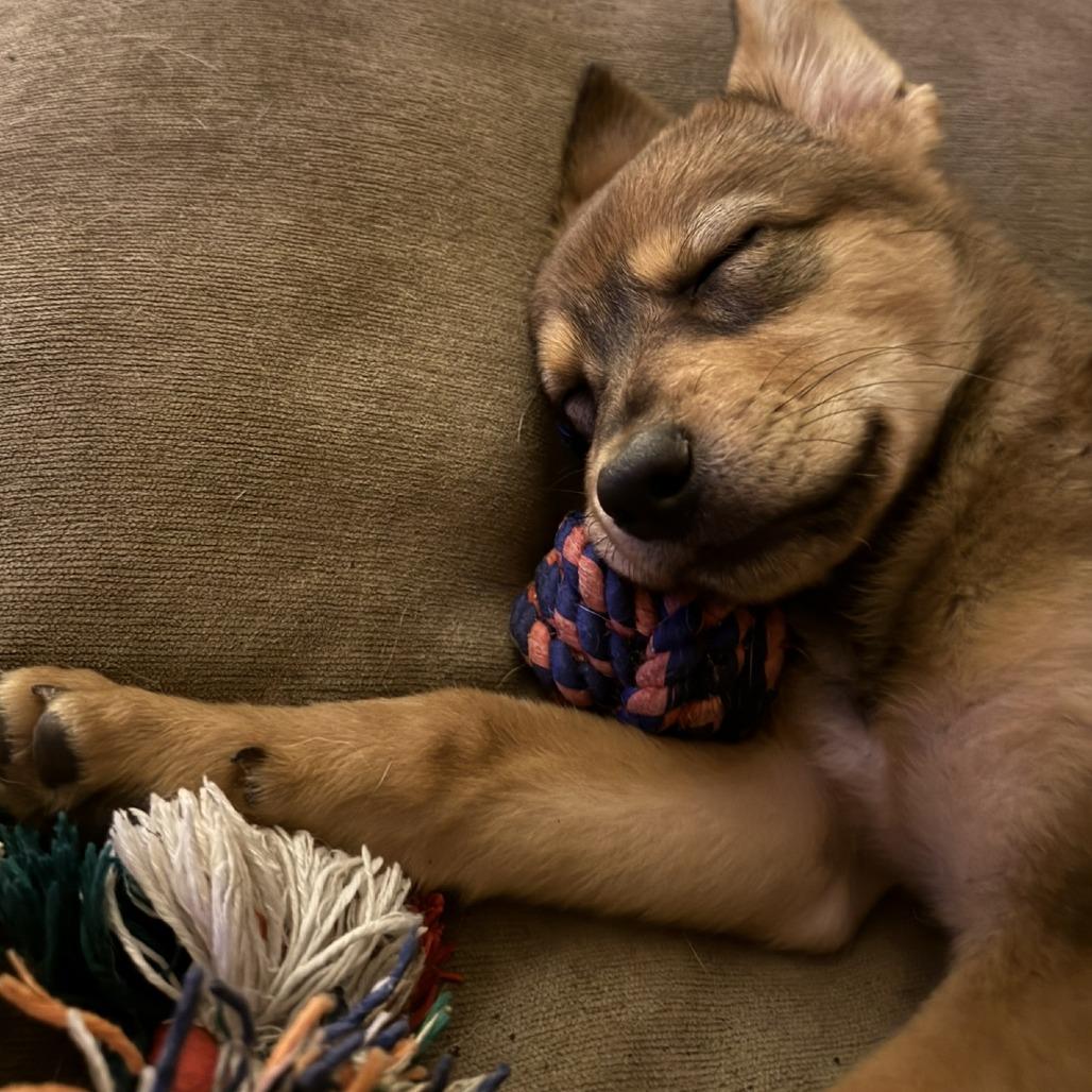 Enlarge Destiny, a Adoptable mixed breed in Wimberley, TX image 2/6