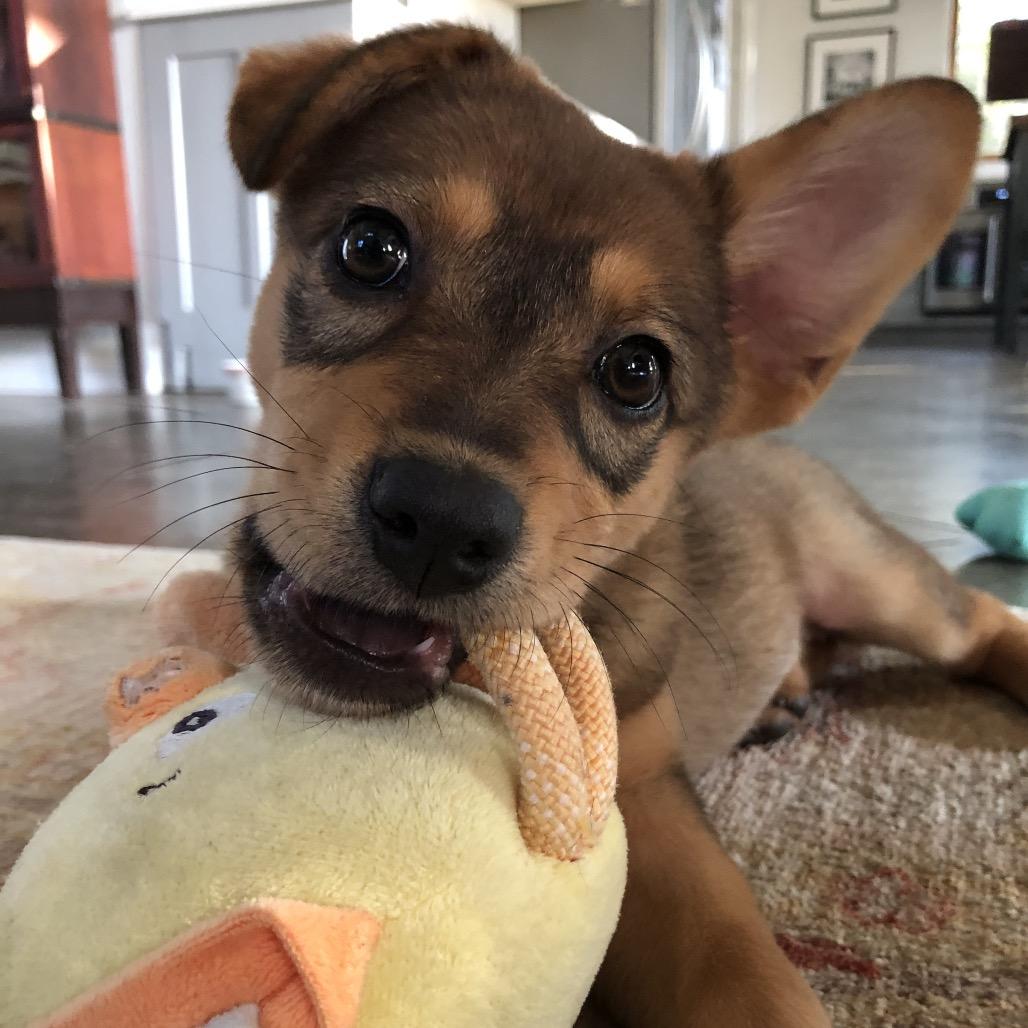 Enlarge Destiny, a Adoptable mixed breed in Wimberley, TX image 3/6