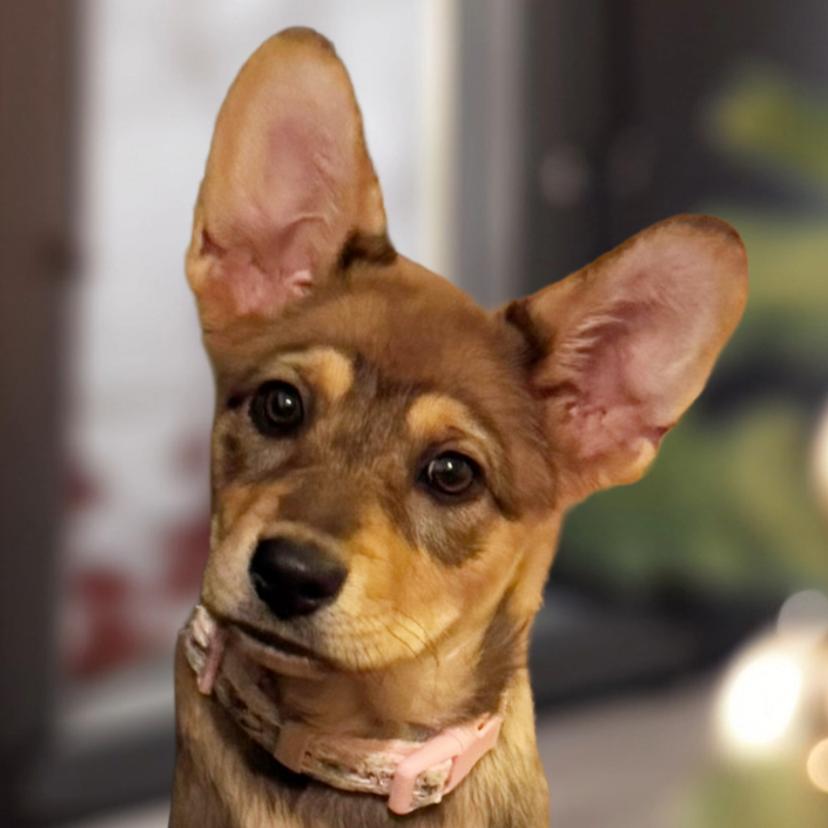 Enlarge Destiny, a Adoptable mixed breed in Wimberley, TX image 4/6