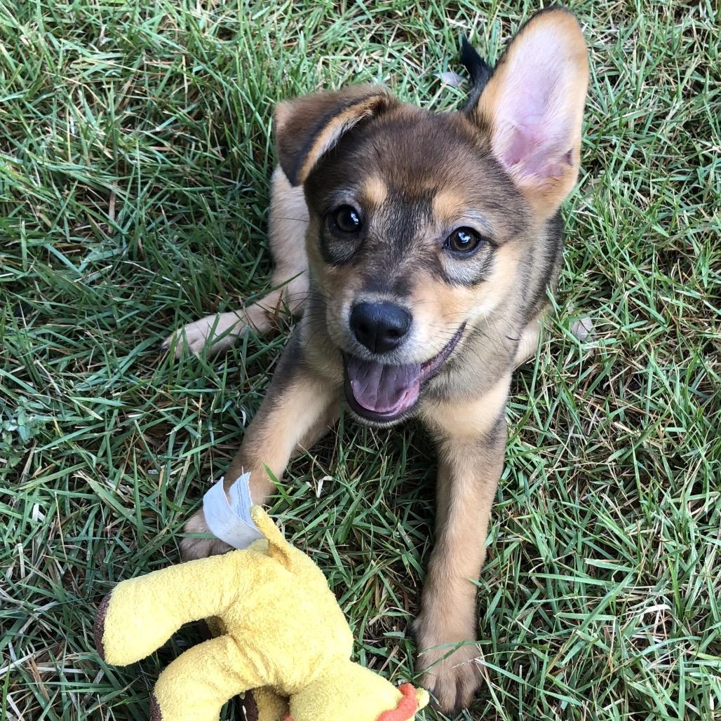 Enlarge Destiny, a Adoptable mixed breed in Wimberley, TX image 5/6