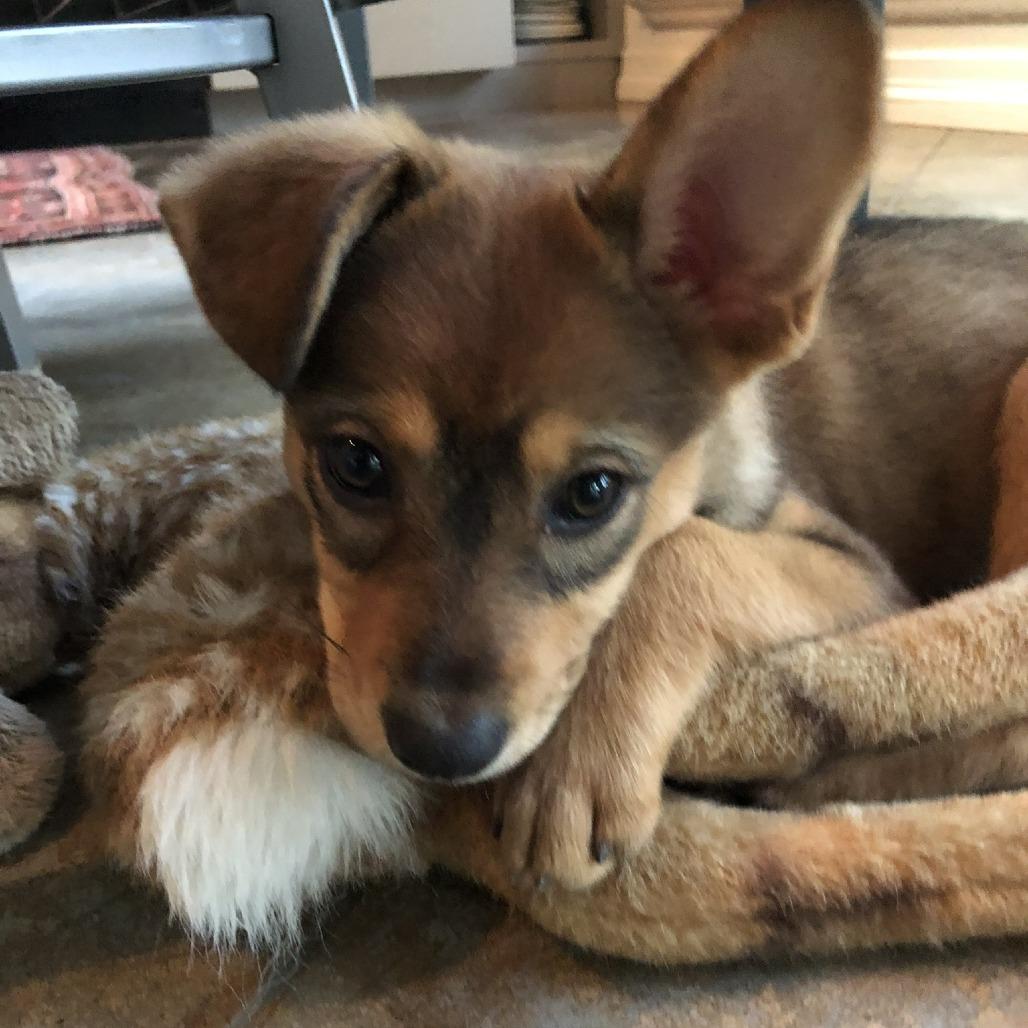 Enlarge Destiny, a Adoptable mixed breed in Wimberley, TX image 6/6