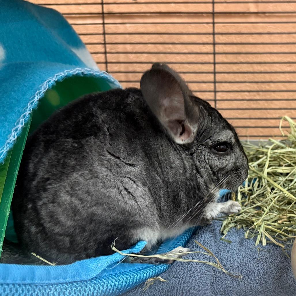 Enlarge Noah-In foster, a Adoptable Chinchilla in Springfield, MA image 1/6