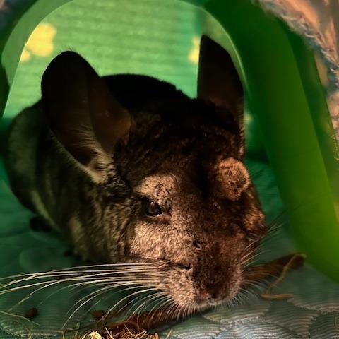 Enlarge Noah-In foster, a Adoptable Chinchilla in Springfield, MA image 2/6