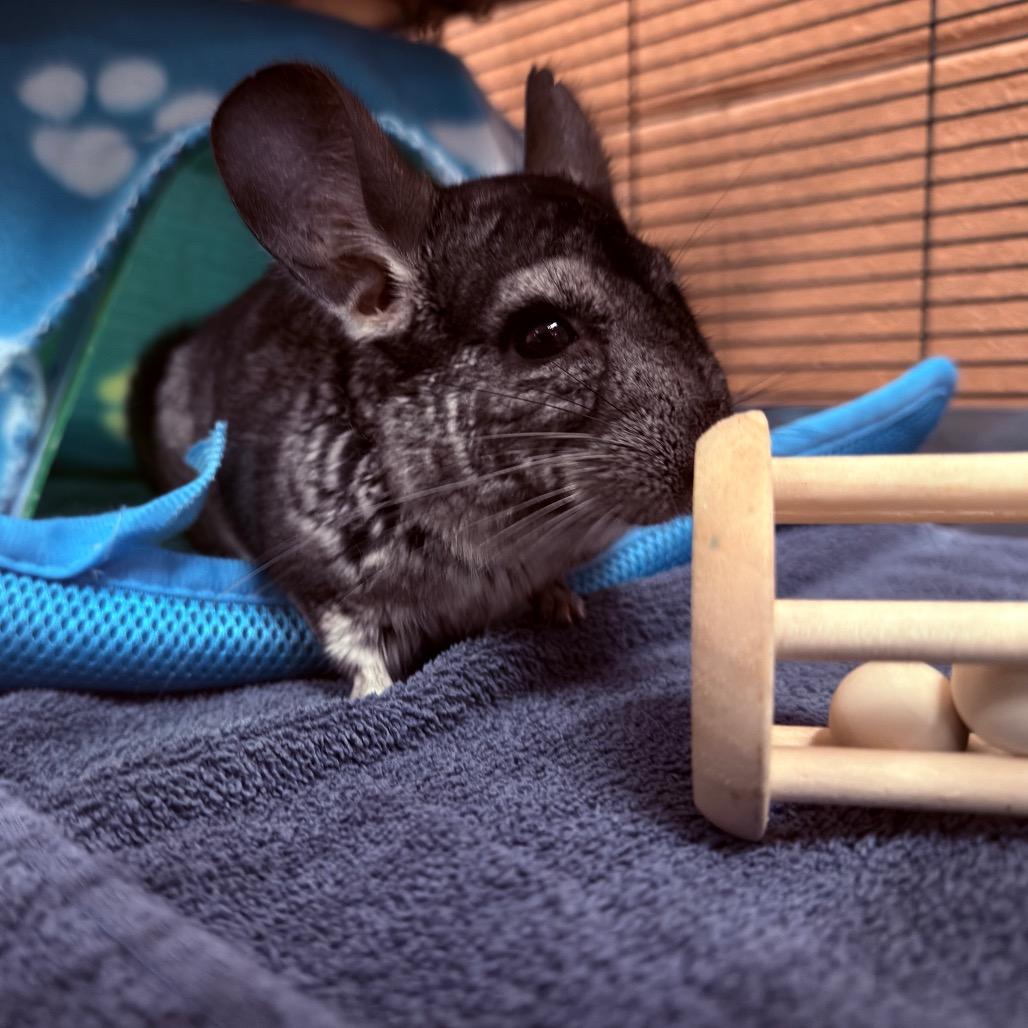 Enlarge Noah-In foster, a Adoptable Chinchilla in Springfield, MA image 3/6