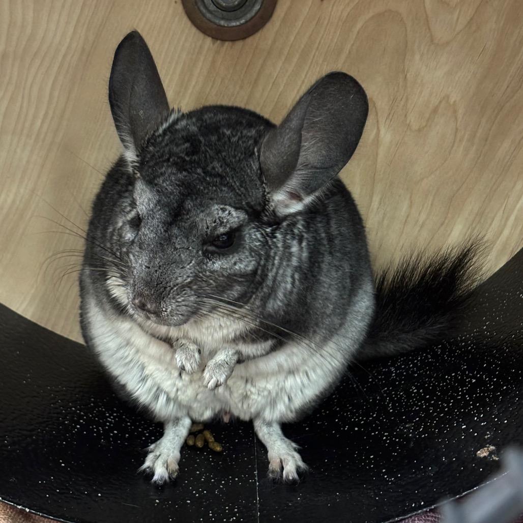 Enlarge Noah-In foster, a Adoptable Chinchilla in Springfield, MA image 4/6