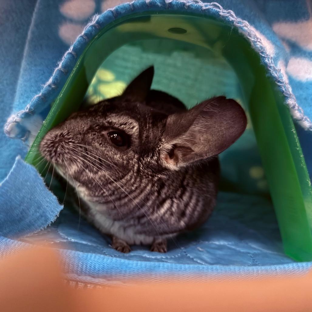Enlarge Noah-In foster, a Adoptable Chinchilla in Springfield, MA image 5/6