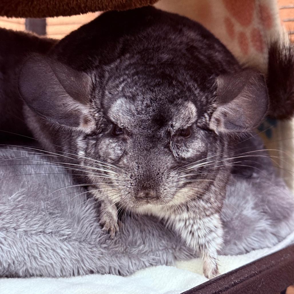 Enlarge Noah-In foster, a Adoptable Chinchilla in Springfield, MA image 6/6