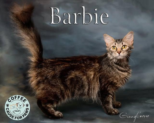 Enlarge Barbie, a Adoptable Domestic Long Hair in Douglas, GA image 1/1