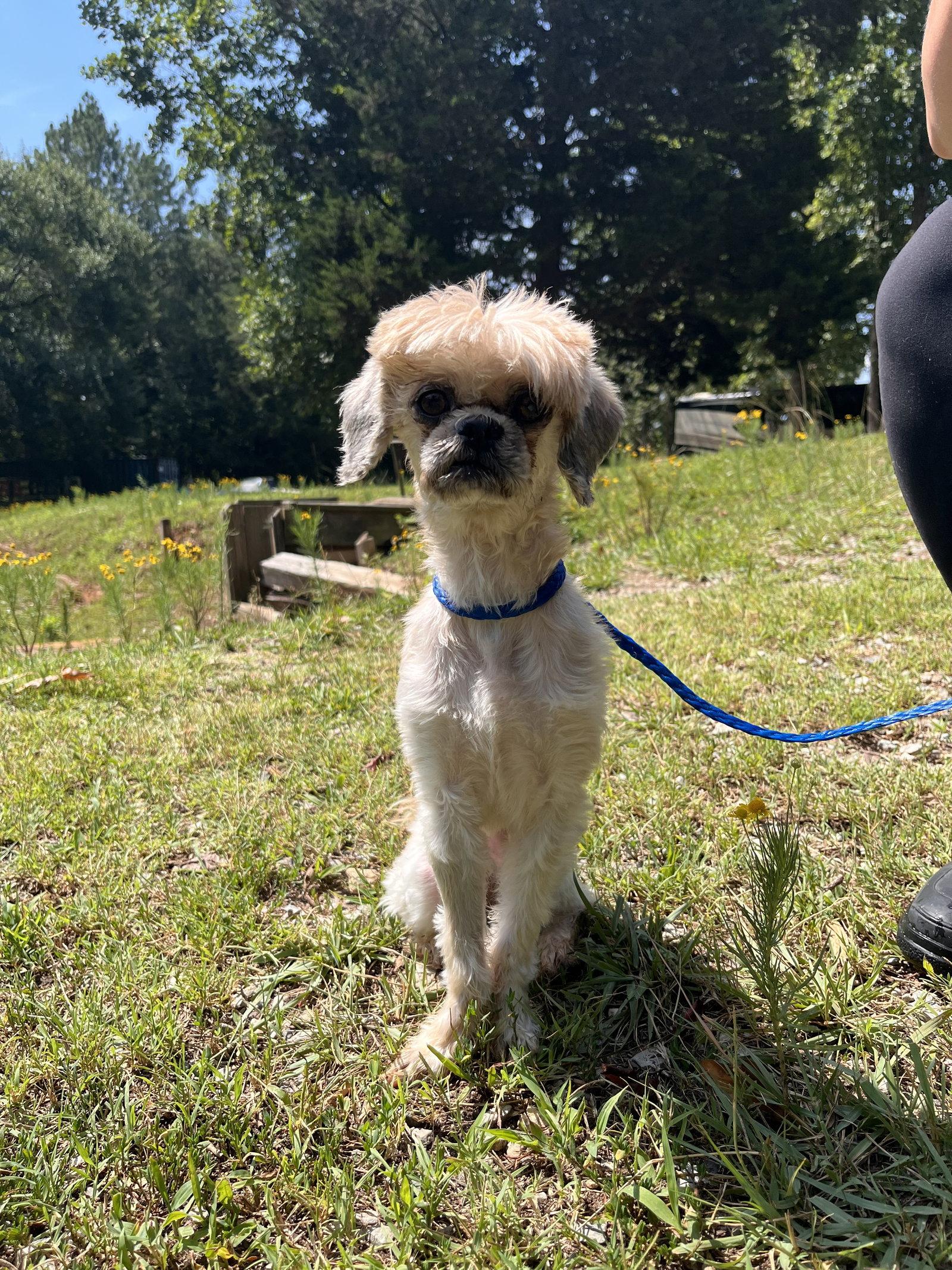 Enlarge Bennie May 26, a Adopted Shih Tzu in Pacolet, SC image 1/3