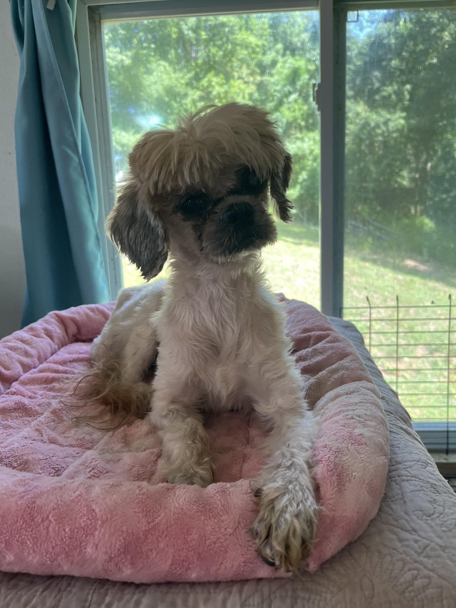 Enlarge Bennie May 26, a Adopted Shih Tzu in Pacolet, SC image 3/3
