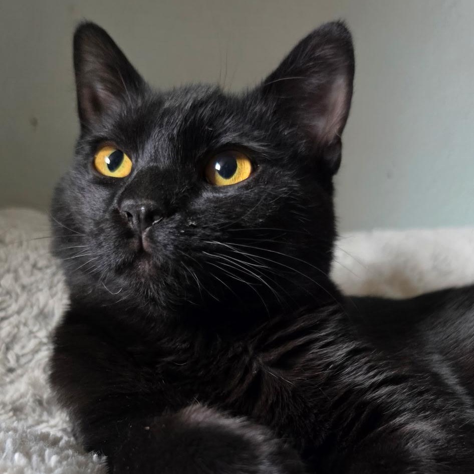 Enlarge Thor, a Adoptable Domestic Short Hair in Portland, OR image 2/4