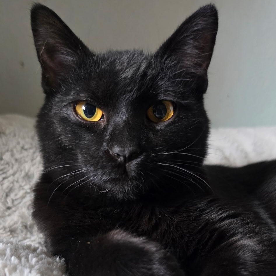 Thor, Adoptable, Kitten Male Domestic Short Hair.