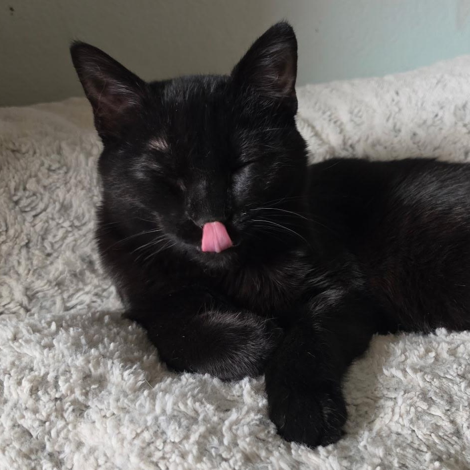 Enlarge Thor, a Adoptable Domestic Short Hair in Portland, OR image 4/4