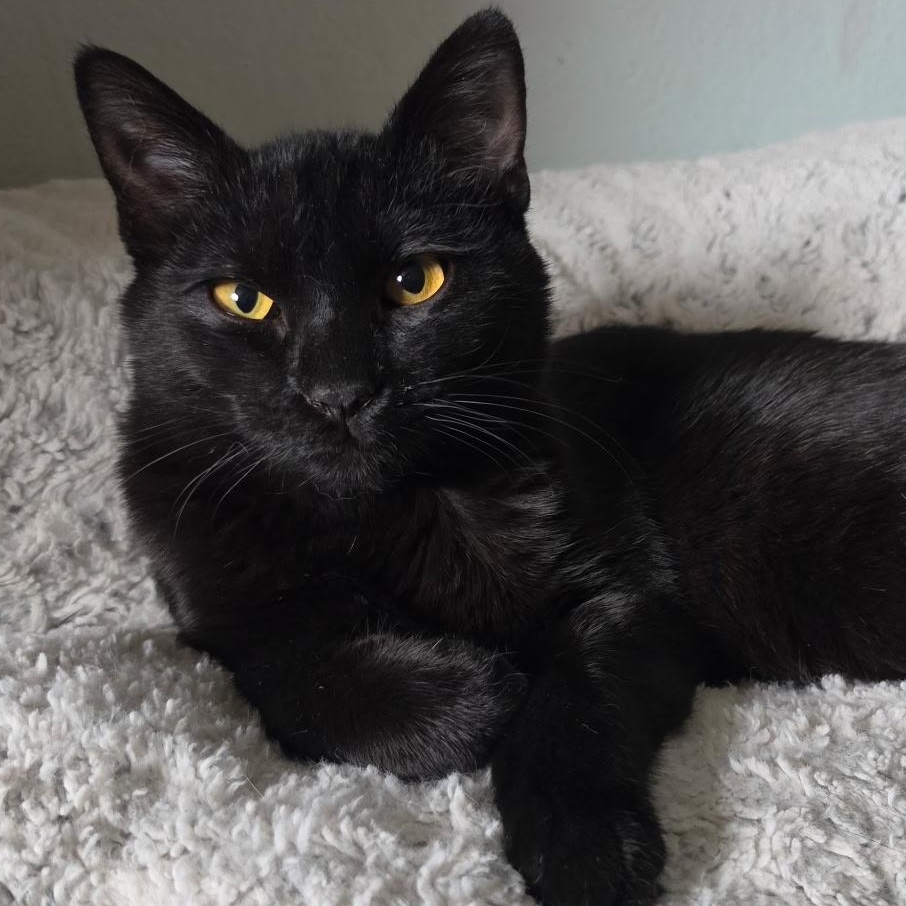 Enlarge Thor, a Adoptable Domestic Short Hair in Portland, OR image 3/4