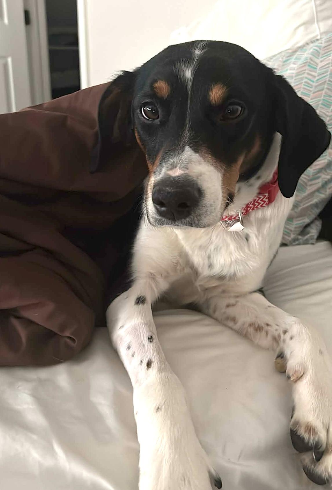 Enlarge Luna, a ADOPTABLE mixed breed in Worcester, MA image 2/6