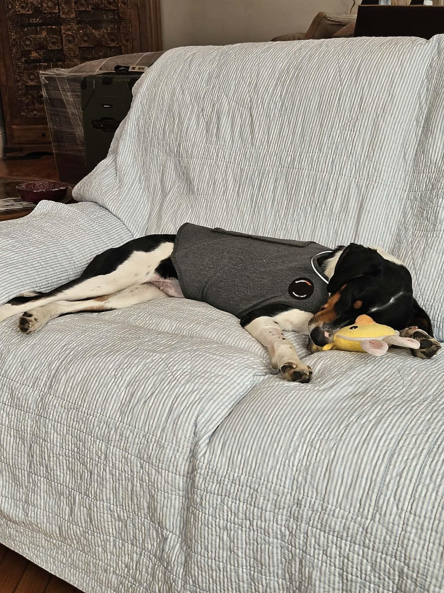 Enlarge Luna, a ADOPTABLE mixed breed in Worcester, MA image 5/6