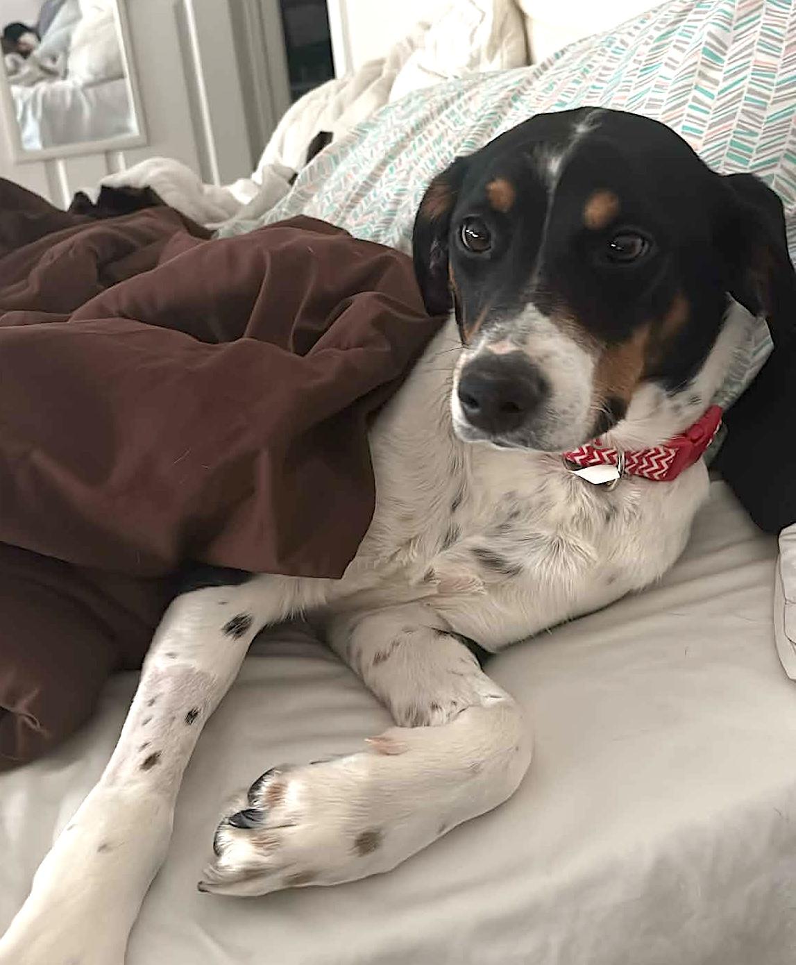 Luna, ADOPTABLE, Young Female Mixed Breed.