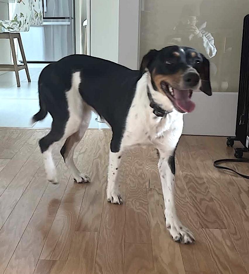 Enlarge Luna, a ADOPTABLE mixed breed in Worcester, MA image 4/6