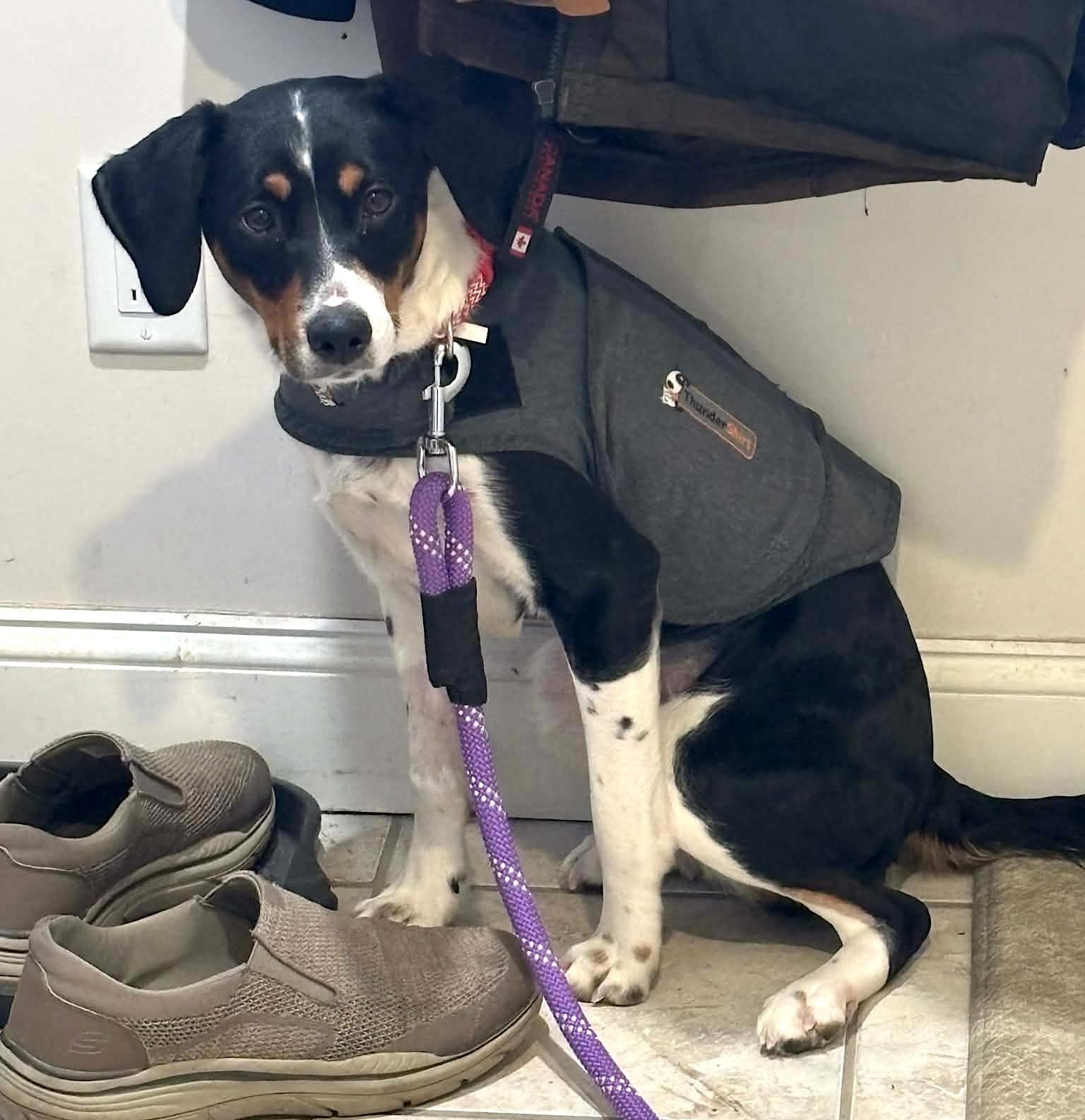 Enlarge Luna, a ADOPTABLE mixed breed in Worcester, MA image 3/6