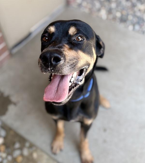 Max, Adoptable, Adult Male Rottweiler.