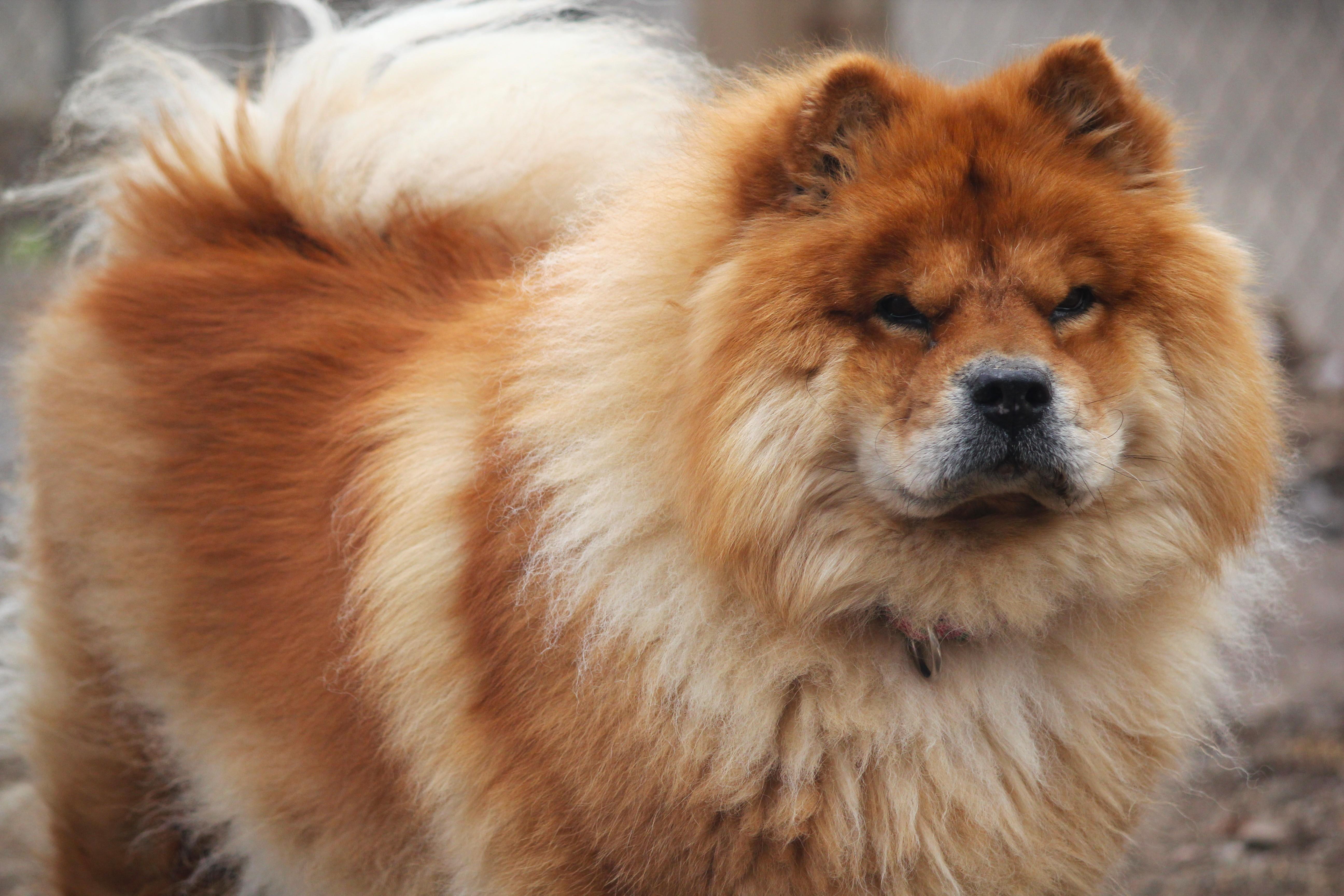 Enlarge Sarah, a ADOPTABLE Chow Chow in Hayward, WI image 3/4