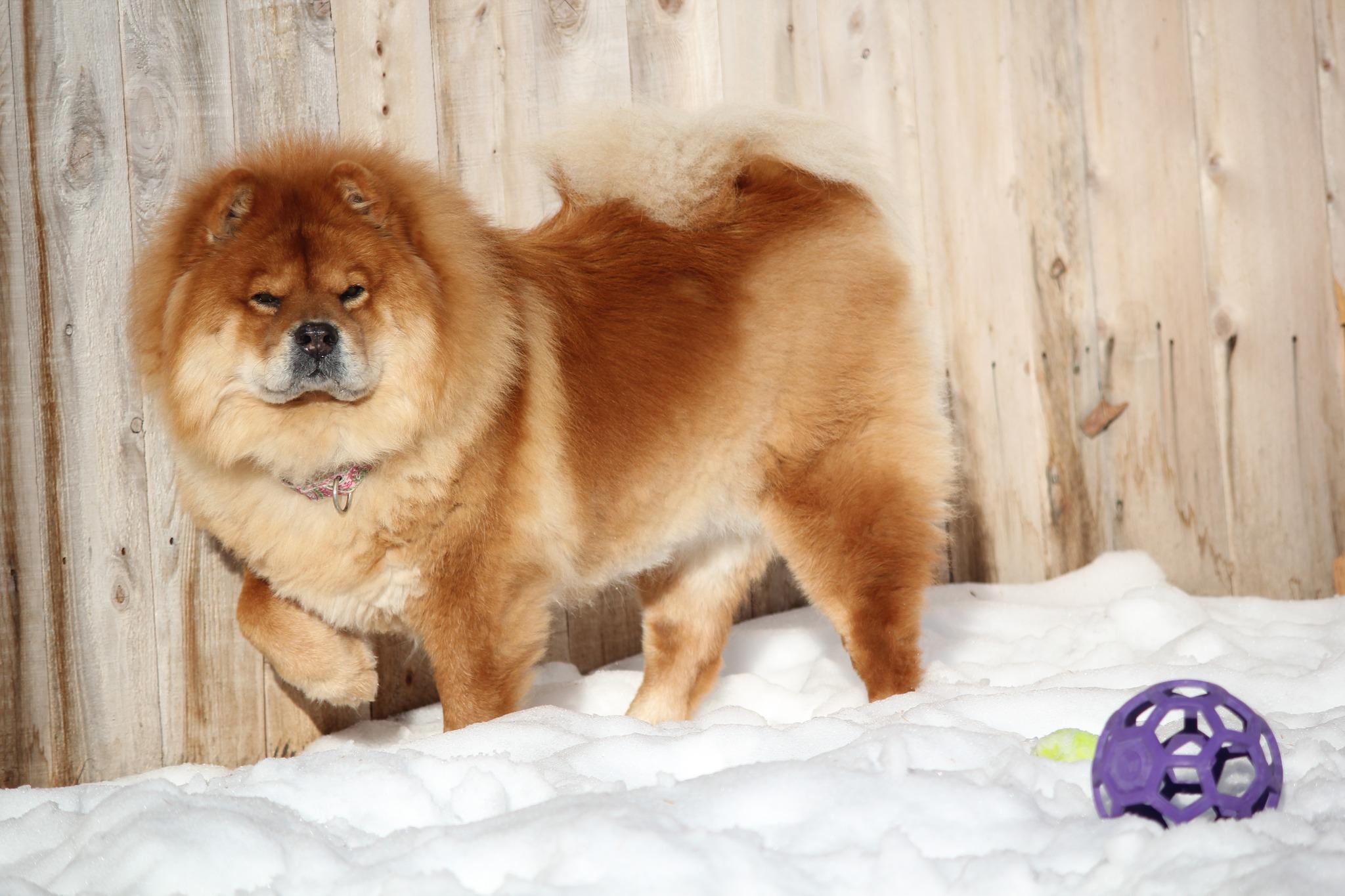 Enlarge Sarah, a ADOPTABLE Chow Chow in Hayward, WI image 2/3