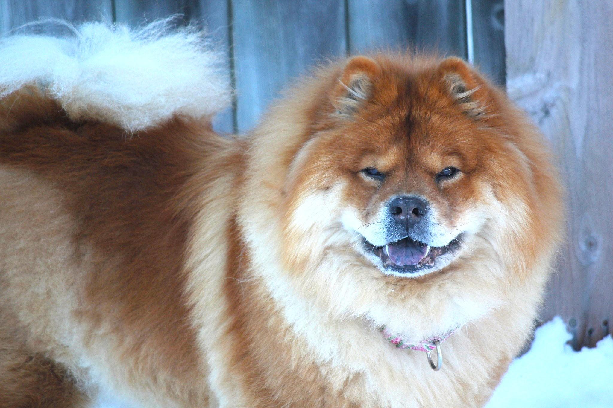 Enlarge Sarah, a ADOPTABLE Chow Chow in Hayward, WI image 3/3