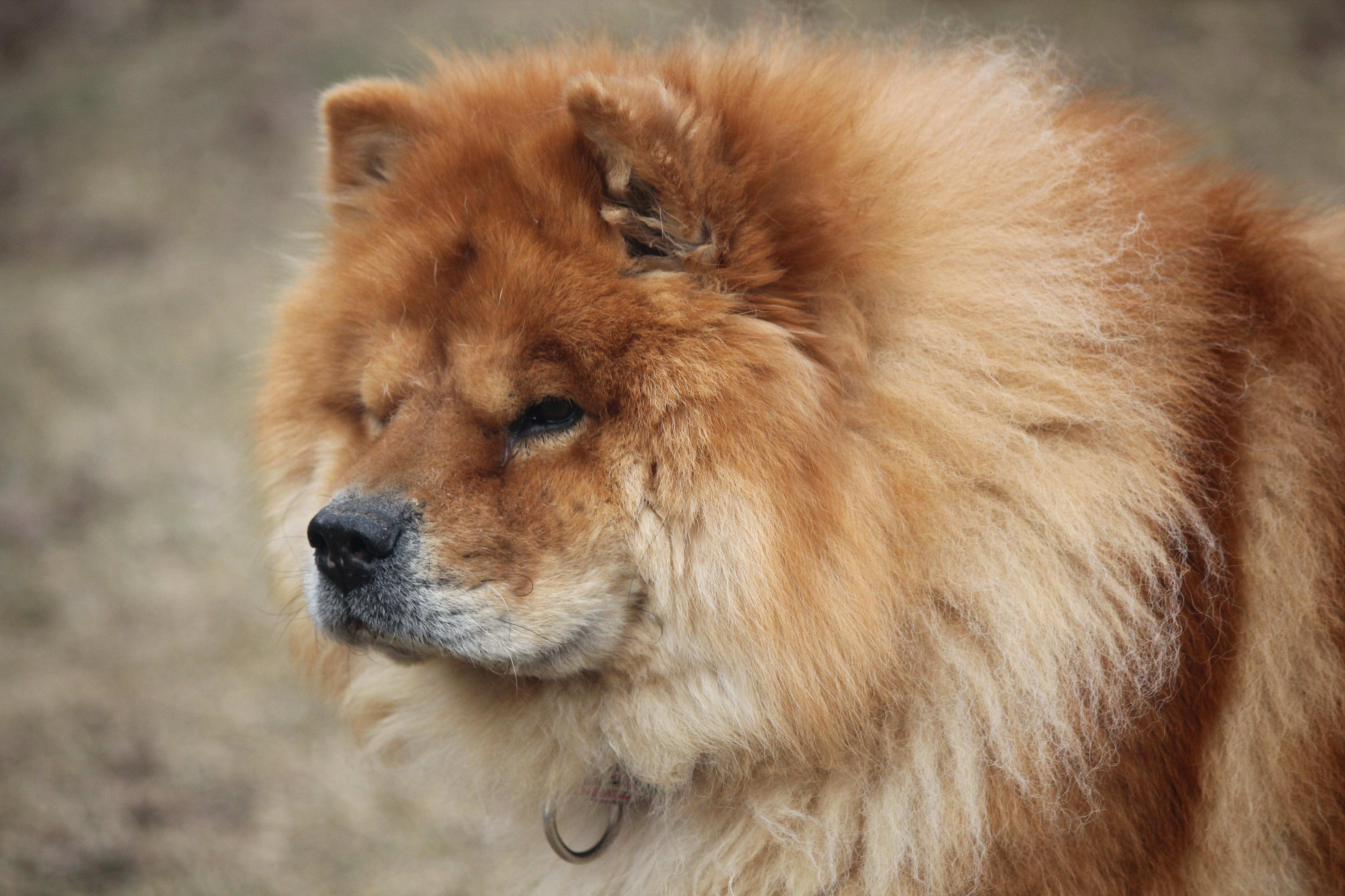 Enlarge Sarah, a ADOPTABLE Chow Chow in Hayward, WI image 4/4
