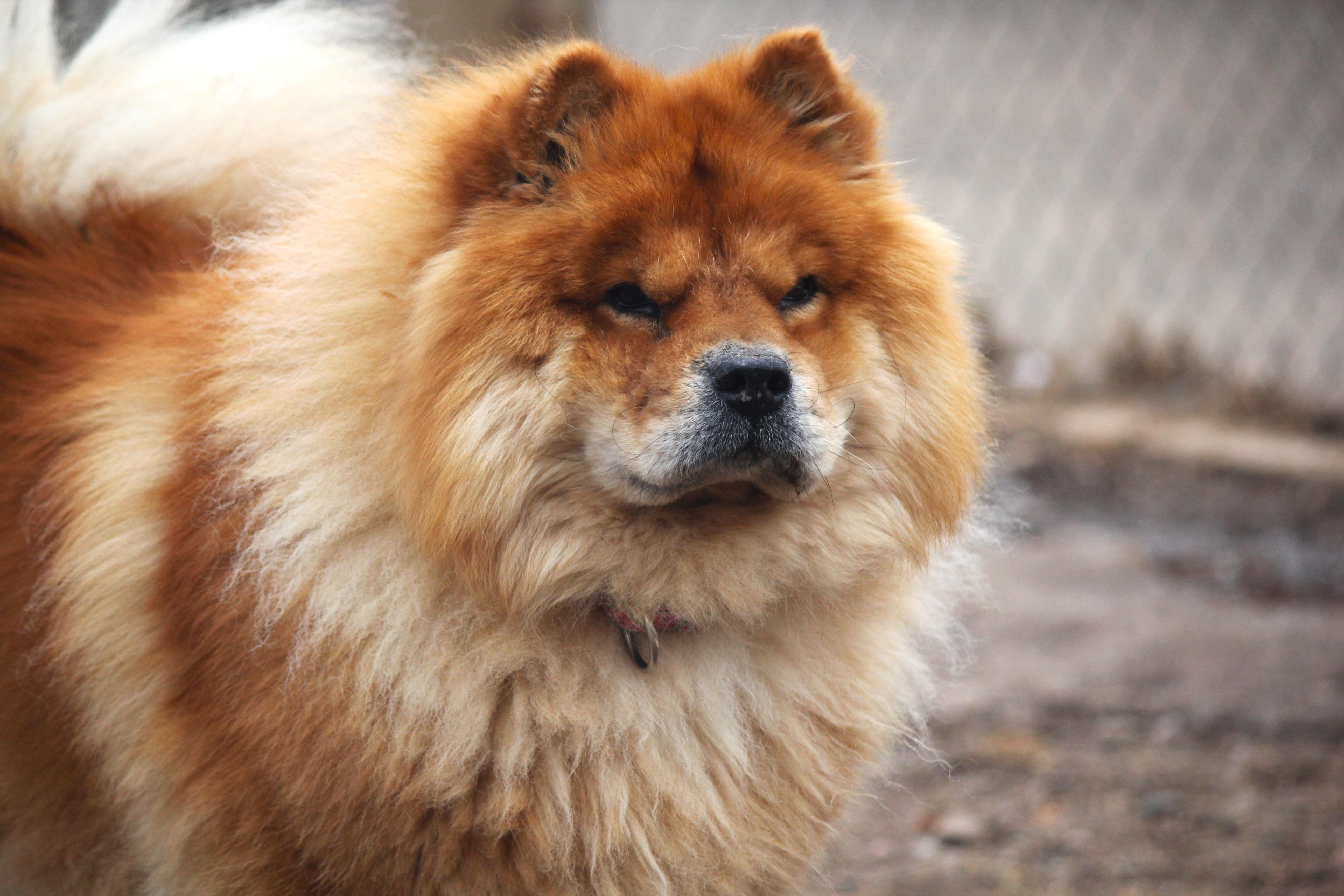 Enlarge Sarah, a ADOPTABLE Chow Chow in Hayward, WI image 1/4