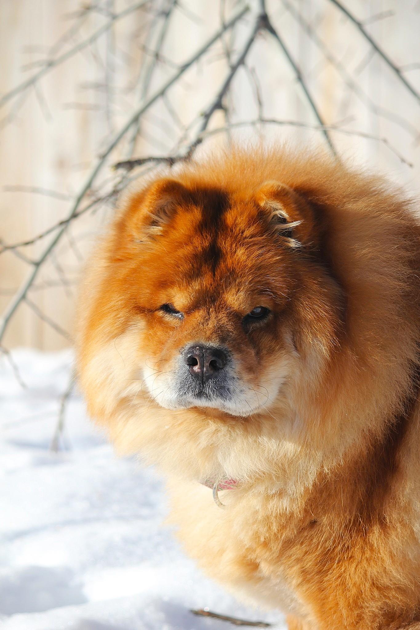 Sarah, ADOPTABLE, Senior Female Chow Chow.