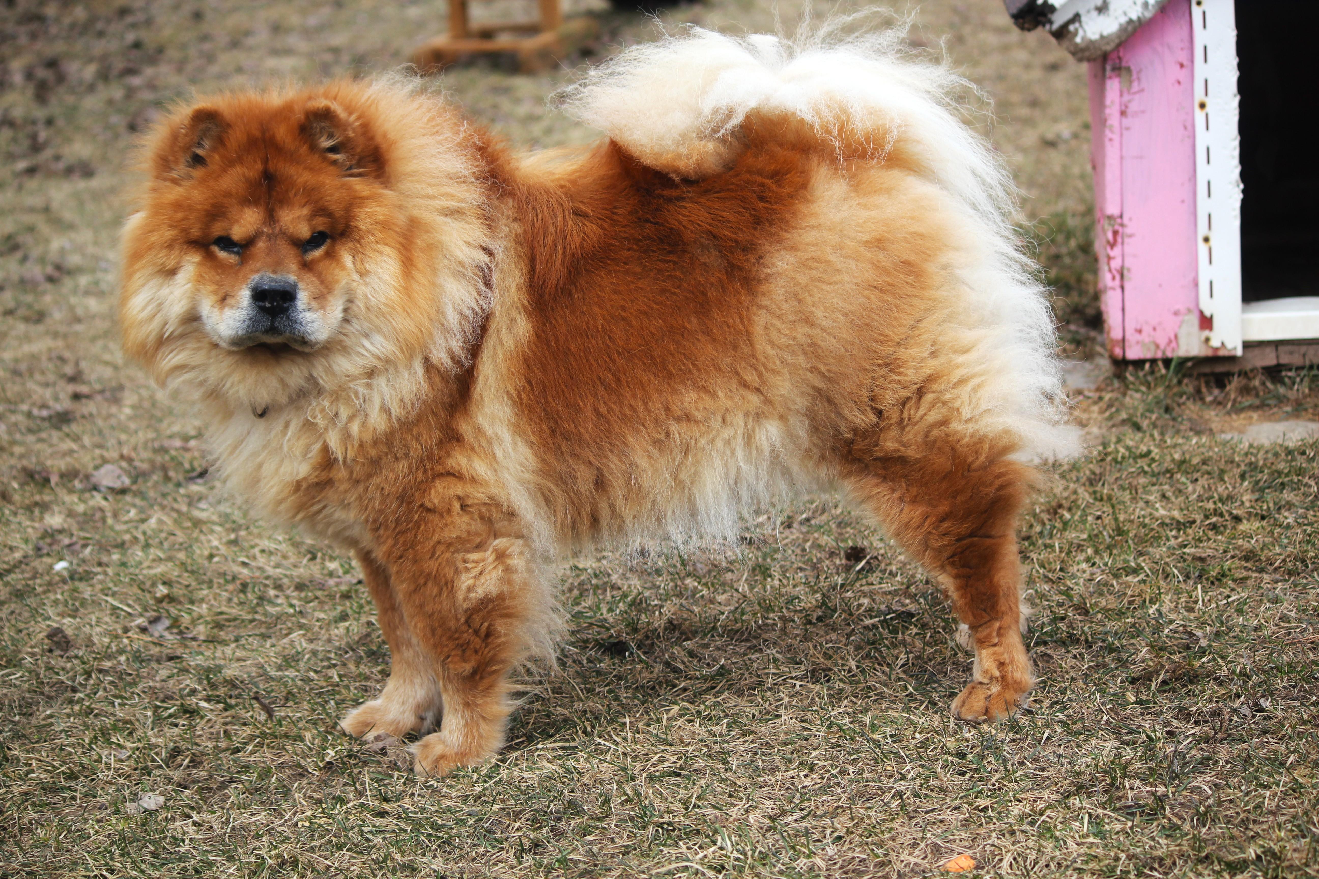 Enlarge Sarah, a ADOPTABLE Chow Chow in Hayward, WI image 2/4