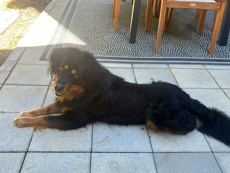 Enlarge Roman, a Adoptable Shepherd in Acworth, GA image 2/5