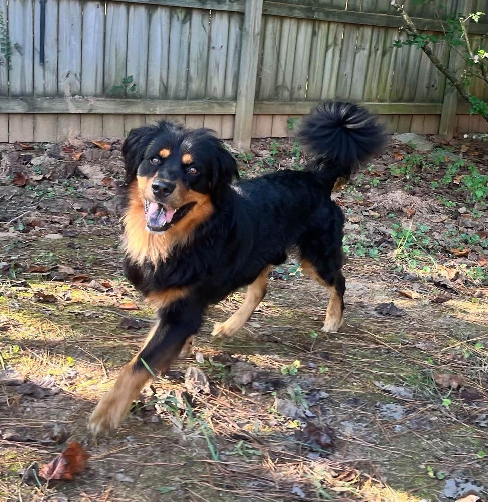Enlarge Roman, a Adoptable Shepherd in Acworth, GA image 3/5