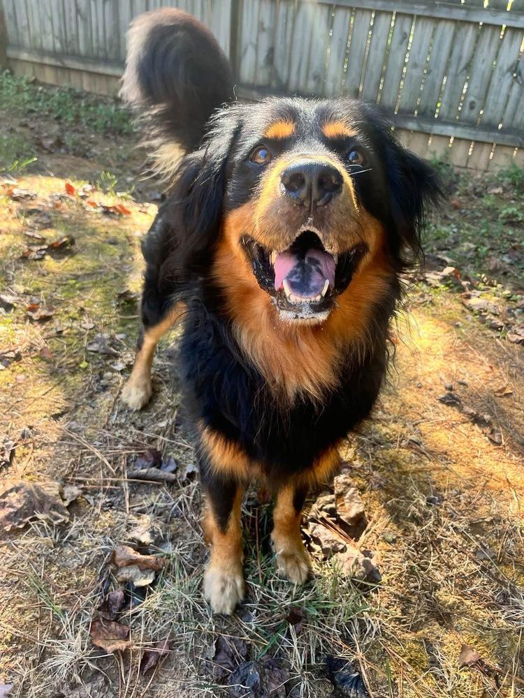Enlarge Roman, a Adoptable Shepherd in Acworth, GA image 4/5
