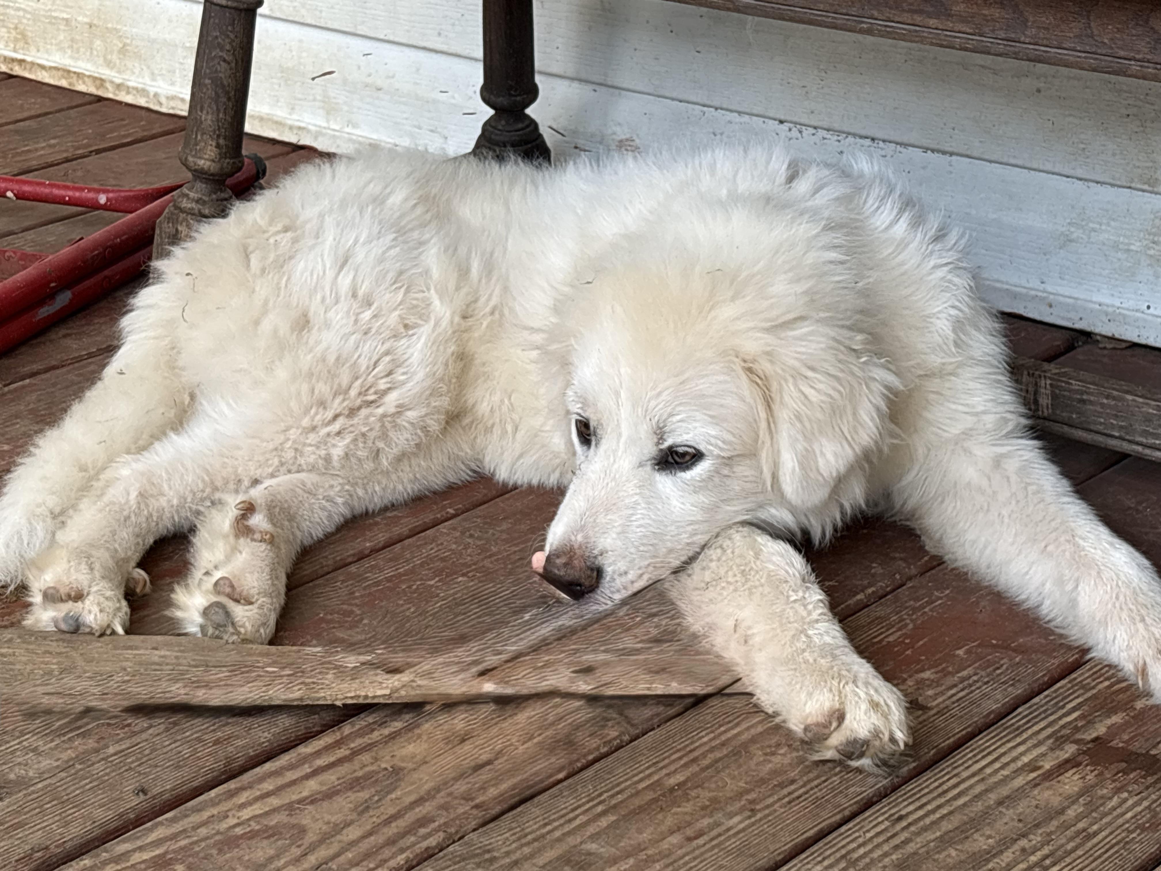 Moose, a ADOPTABLE Great Pyrenees in Knoxville, TN image 2/2