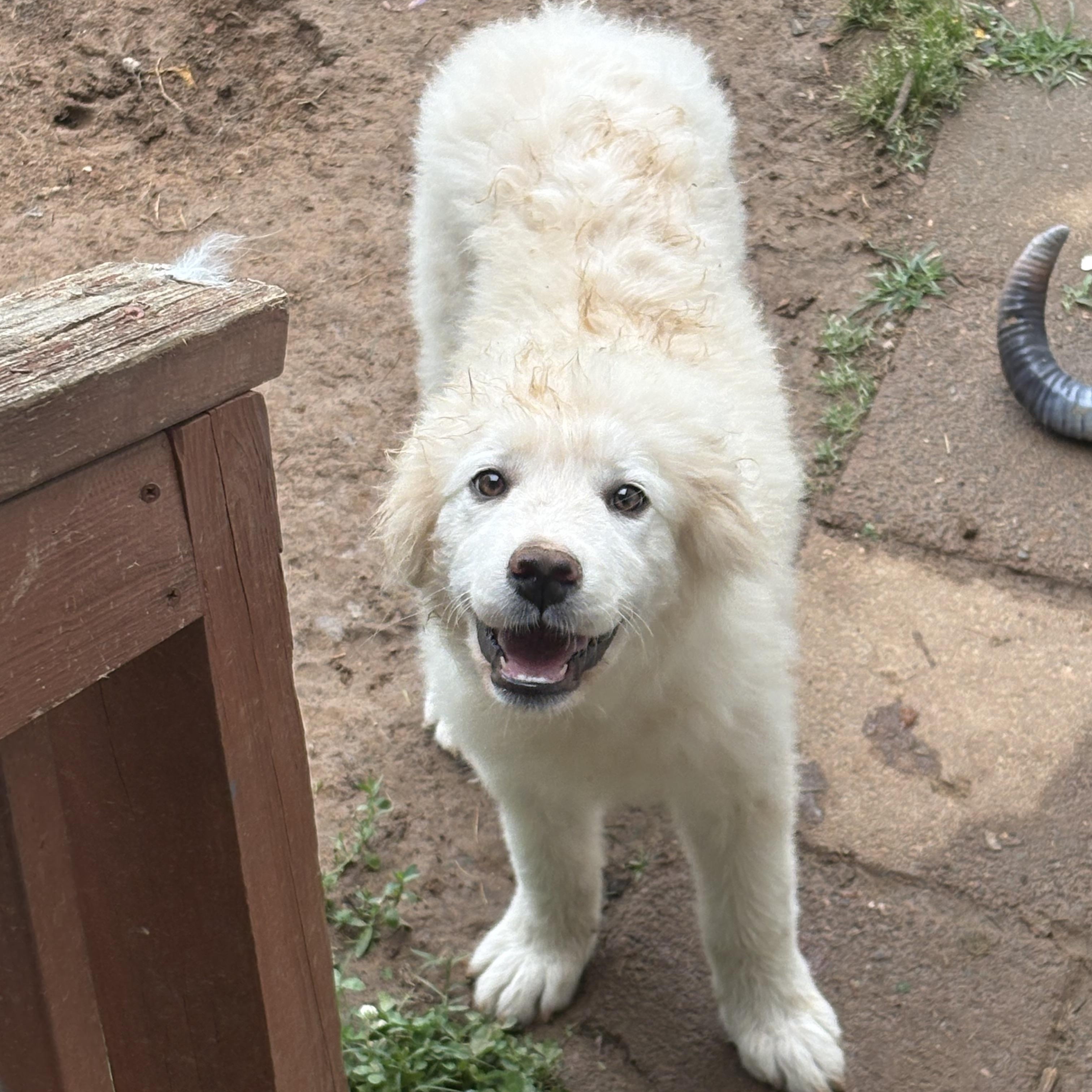 Moose, ADOPTABLE, Young Male Great Pyrenees.