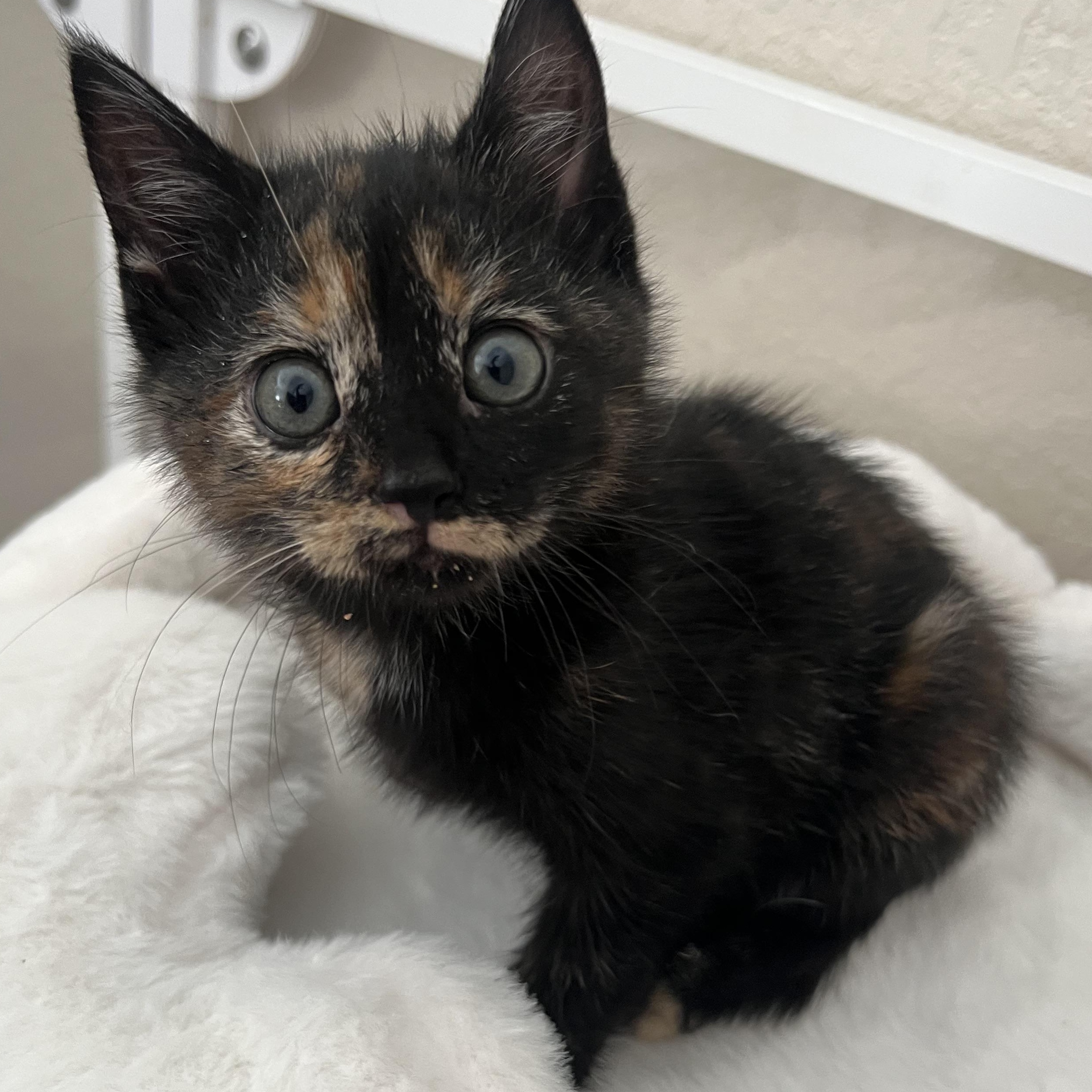 Enlarge Brie, a ADOPTABLE Domestic Short Hair in jacksonville, FL image 2/4