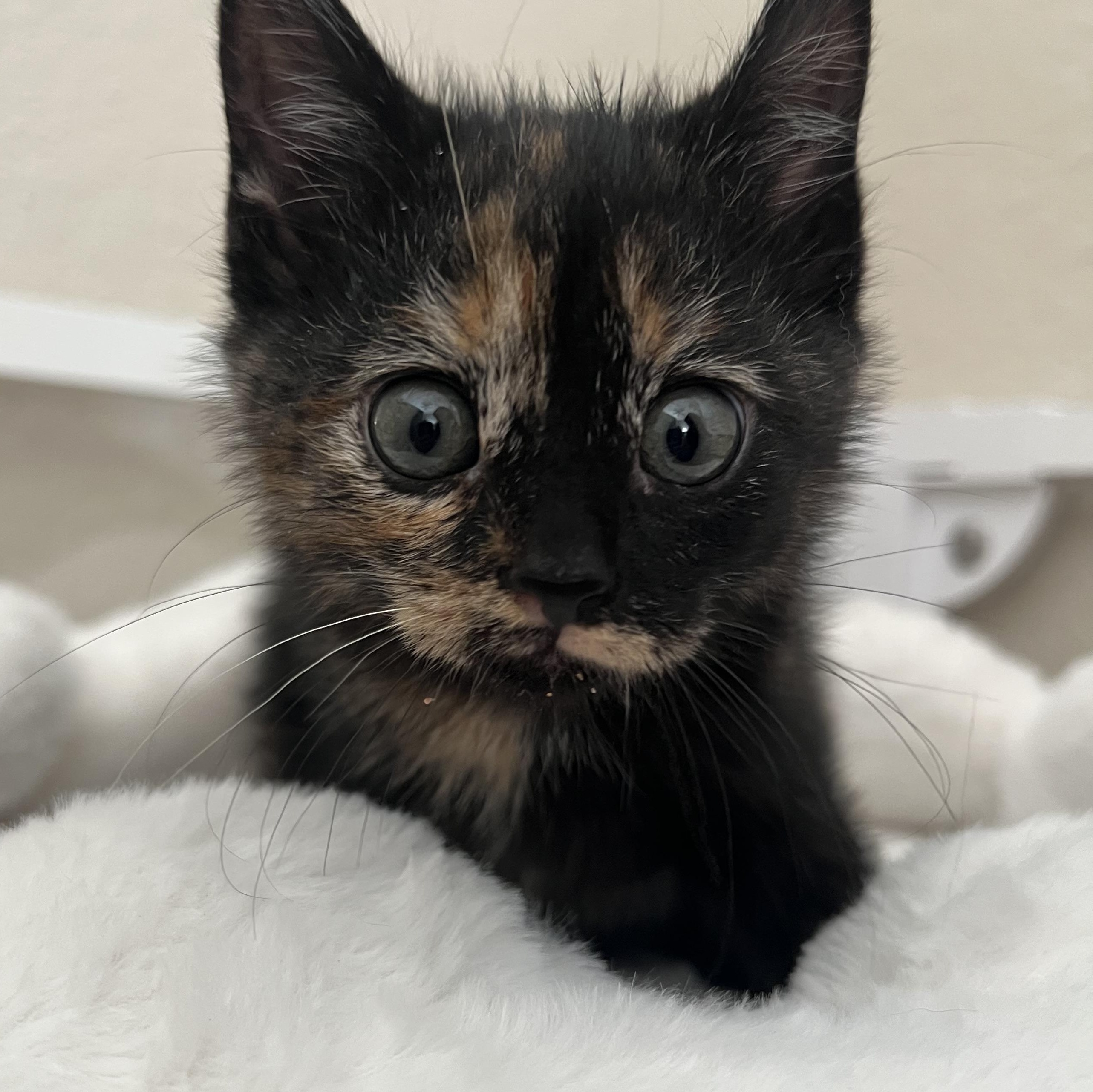 Enlarge Brie, a ADOPTABLE Domestic Short Hair in jacksonville, FL image 4/4