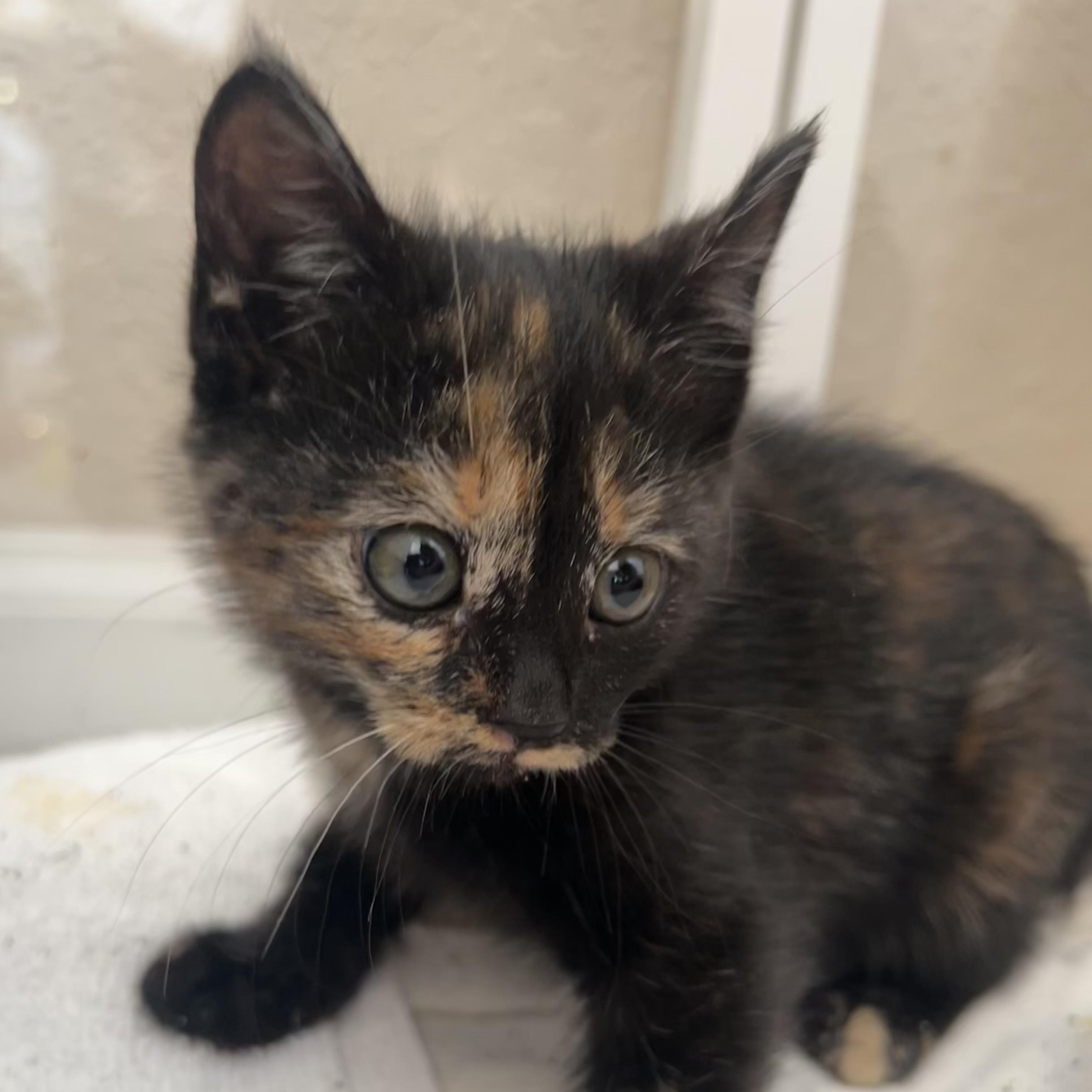 Brie, ADOPTABLE, Kitten Female Domestic Short Hair.